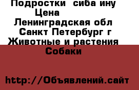 Подростки  сиба ину › Цена ­ 45 000 - Ленинградская обл., Санкт-Петербург г. Животные и растения » Собаки   